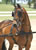 My Gallery: Image