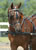 My Gallery: Image